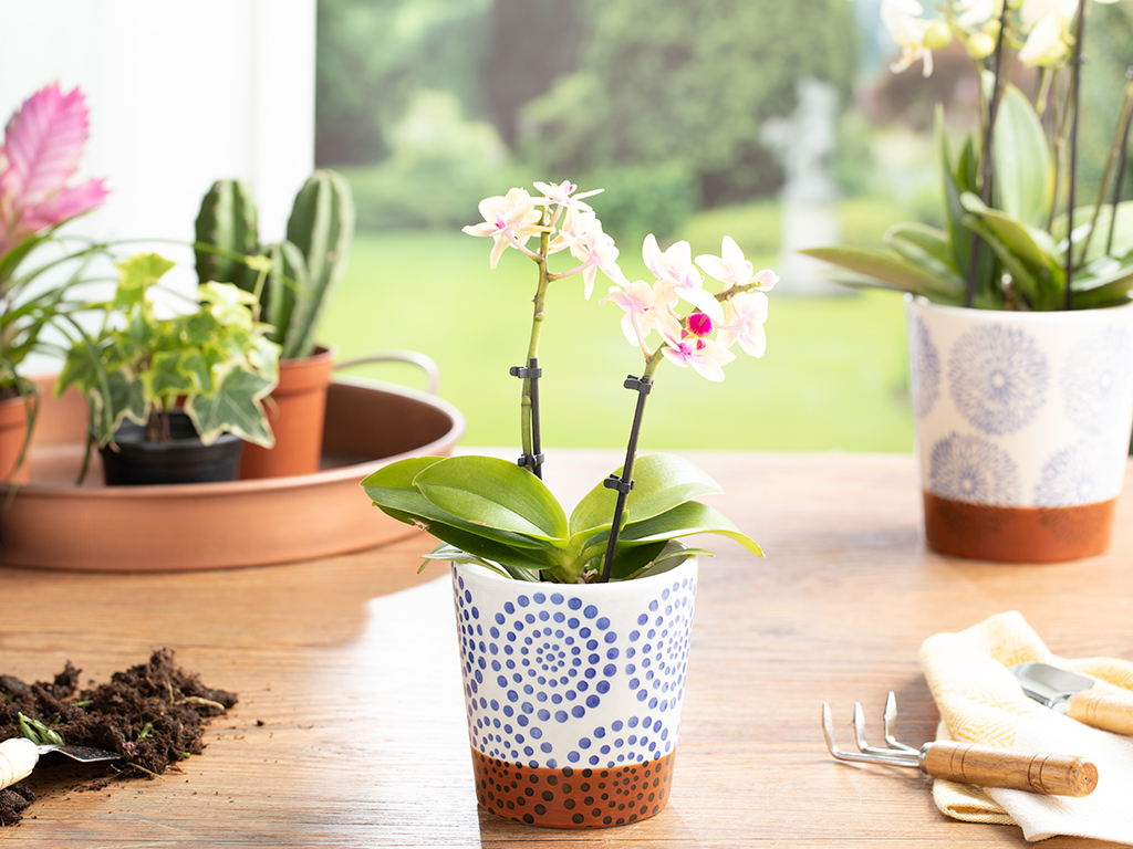 Mysterious Circle Flowerpot Coastal Dream